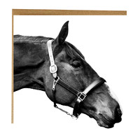 Equestrian Greeting cards