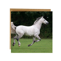 EGC007 on white