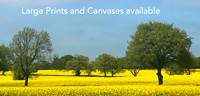 Large prints Alex sharp 2