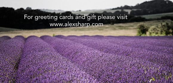 Large prints Alex sharp 4