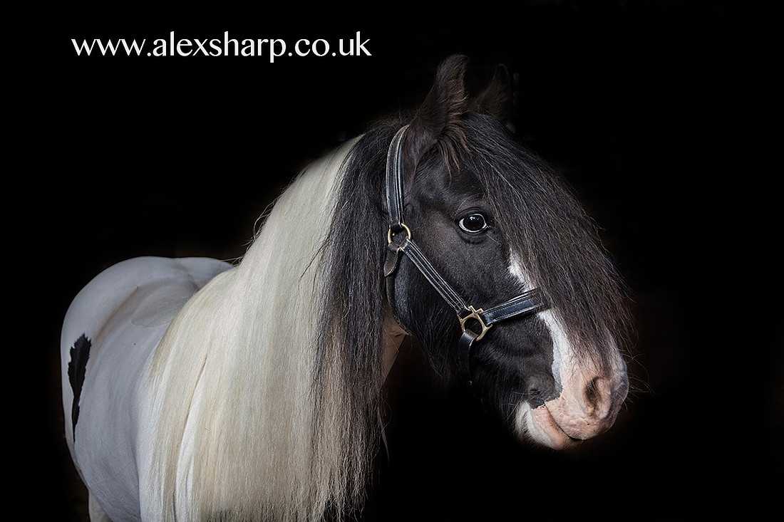 equestrian photographer bromsgrove