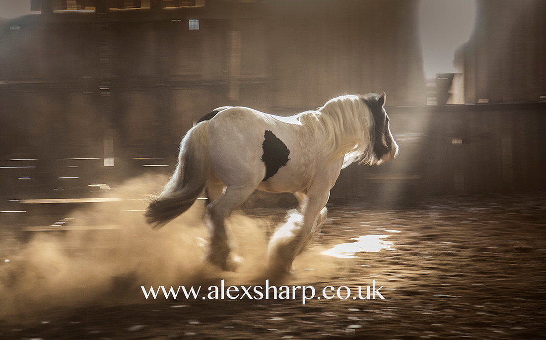 Equestrian Photographer worcestershire