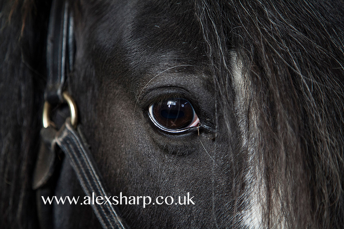 Equestrian Photography Bromsgrove