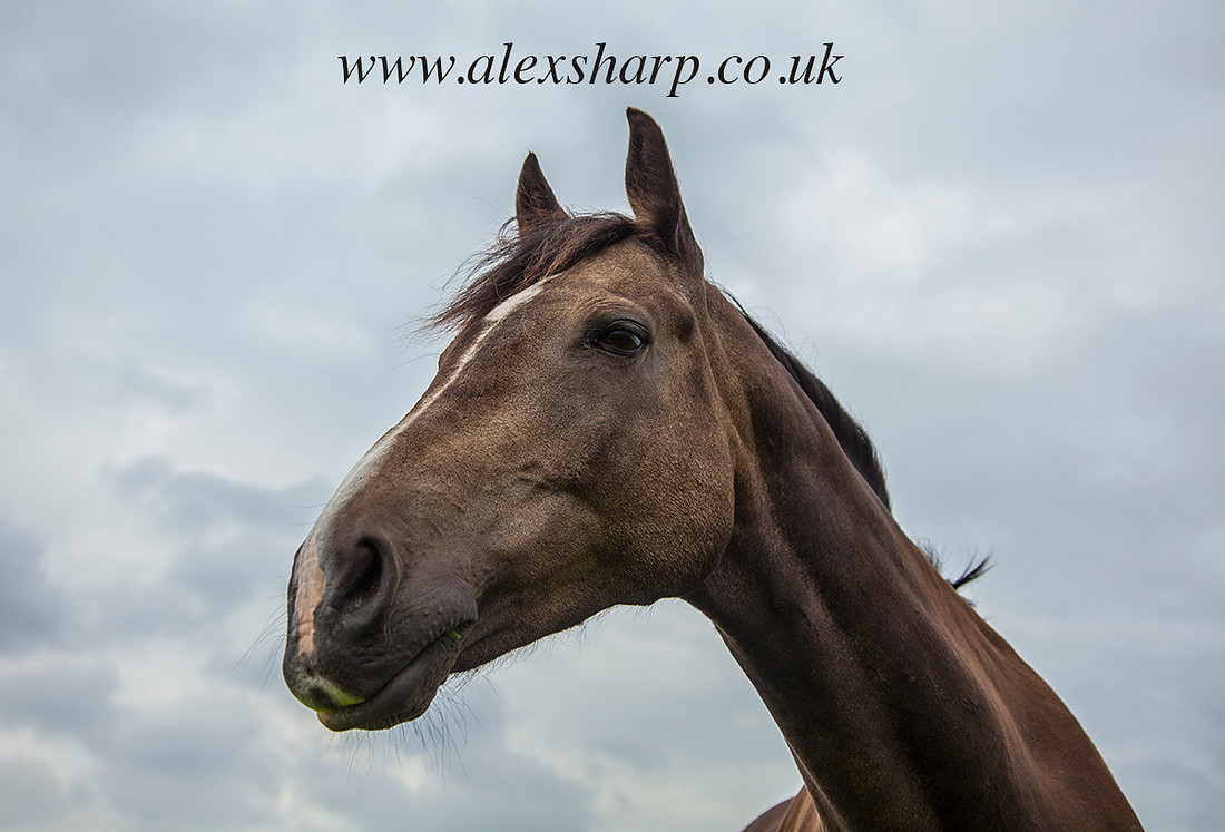 equestrian photographer warwickshire