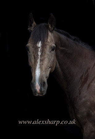 horse photography warwickshire
