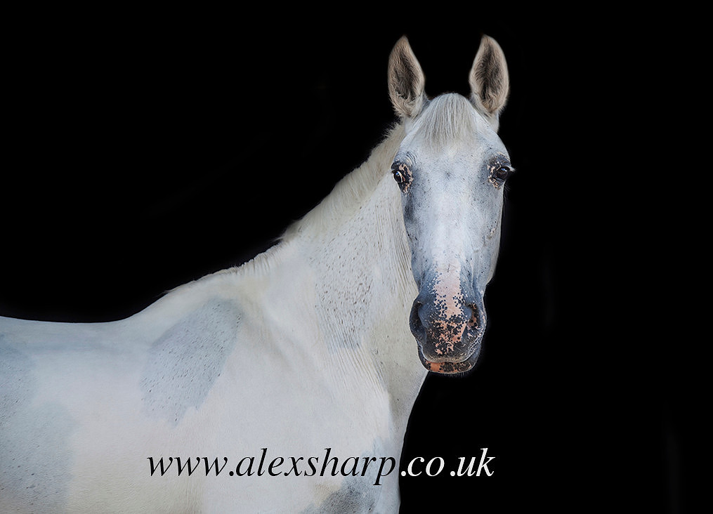 Horse photographer west midlands