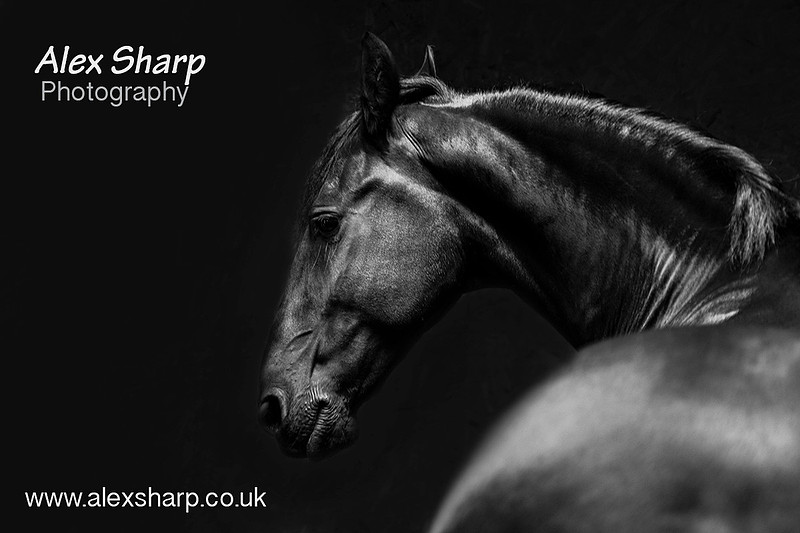 Equestrian Photographer Alex Sharp copy