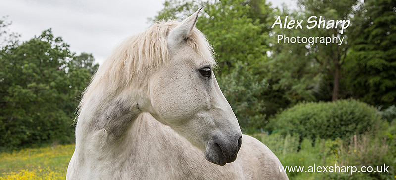 horse photographer worcestershire