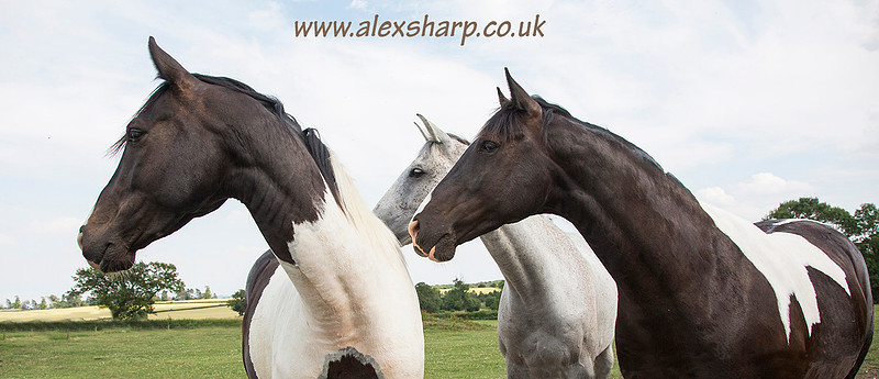 The horse photographer Alex Sharp