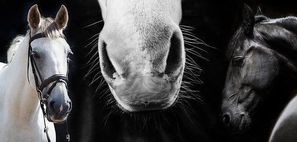 Equestrian photographer worcestershire
