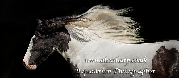 Horse Photographer Worcestershire