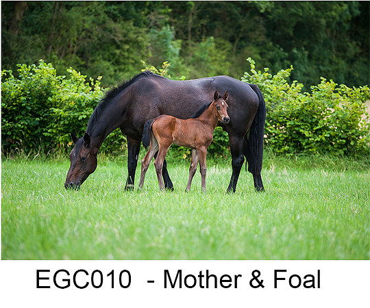 EGC010 - Mother and Foal, Equestrian Greeting Card