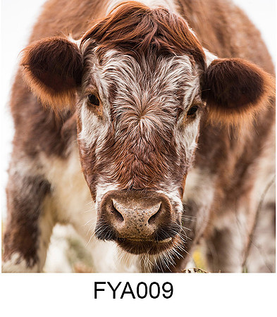 FYA009 Young British Longhorn Cow greeting card