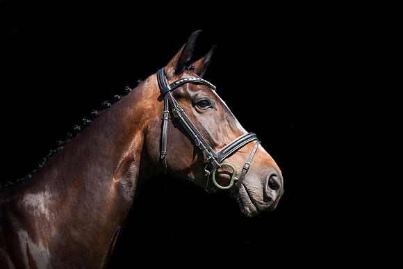 alex sharp horse on black 12