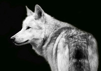 Wolf Greeting Cards