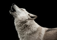 WGC003 wolf a