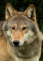 WGC010 wolf a