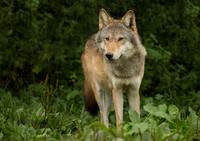 WGC005 wolf a