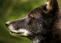 WGC007 wolf a