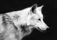 WGC004 wolf a