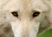 WGC002 wolf a
