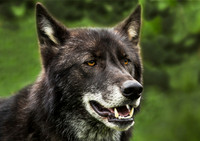 WGC008 wolf a