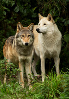 WGC009 wolf a