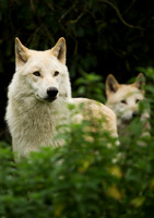 WGC006 wolf a