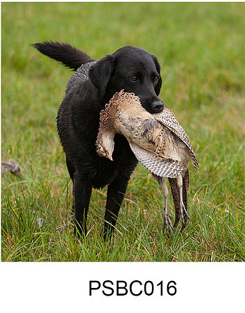PSBC016 - Look what I found greeting Card