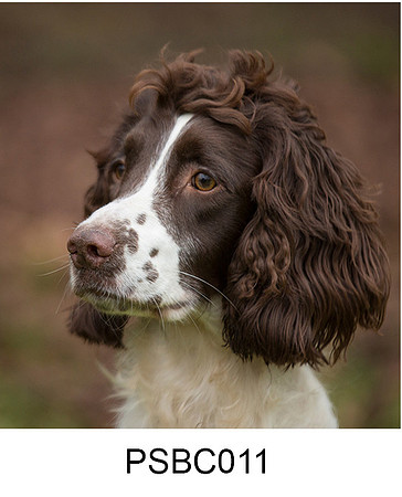 PSBC011 Spaniel greeting card