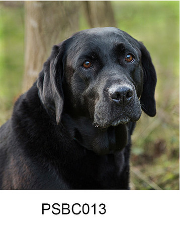 PSBC013 - Old Timer, black lab greeting card