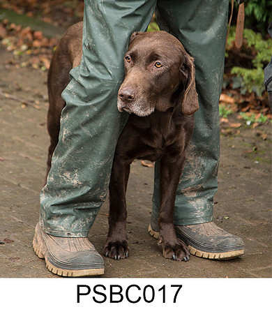 PSBC017 - Daddy's Boy, labrador greting card