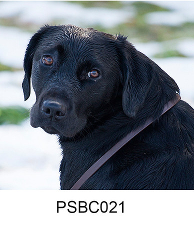 PSBC021 - Black Labrador at pheasant shoot, greeting card