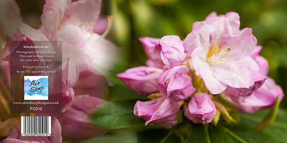 FC012 Pink Rhododendron