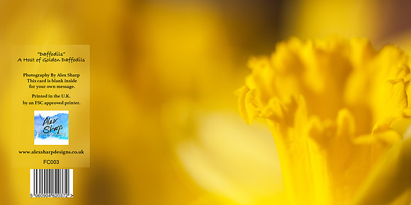 FC003  A host of golden daffodils no words