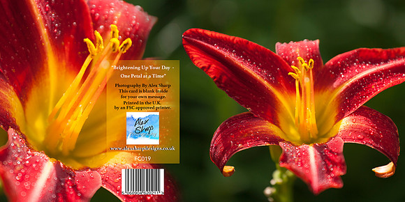 FC019 brighten up your day