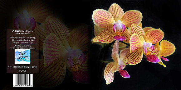 FC006 A Splash of Colour