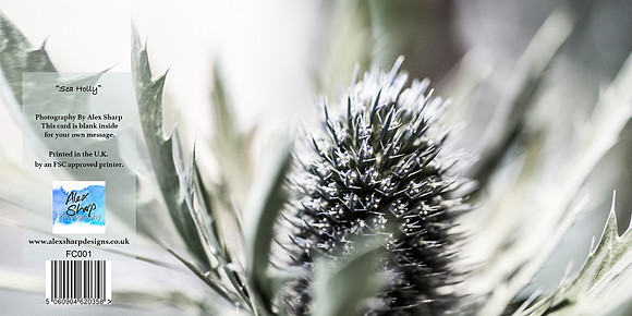 FC001 Sea Holly