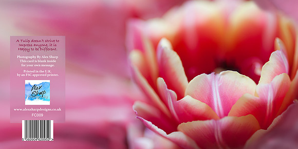 FC009 Tulips