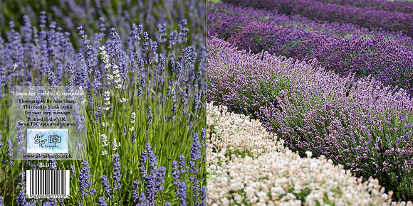 BL010 Lavender