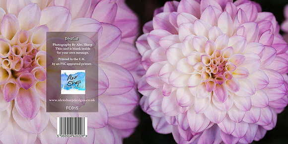 FC015 Dhalia