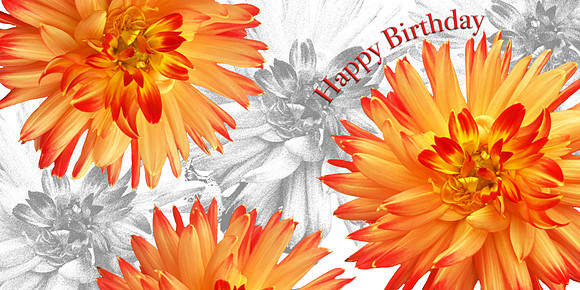 FF002 orange dhalia