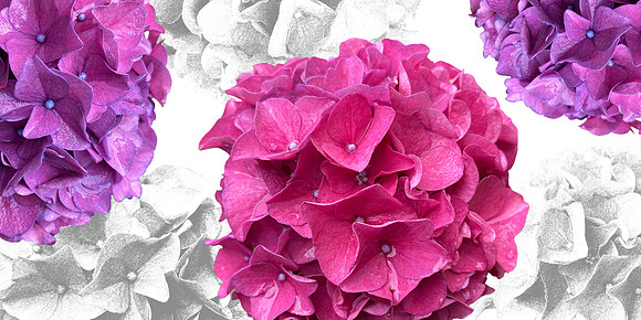 FF004 hydrangea