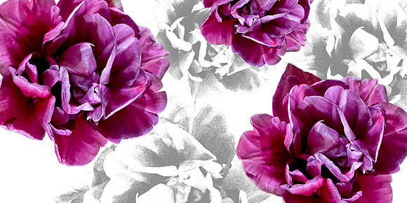FF003 Pink Peony