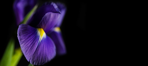 Iris on Black