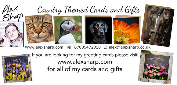 greeting cards 1