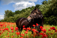 Equestrian photographer worcestershire
