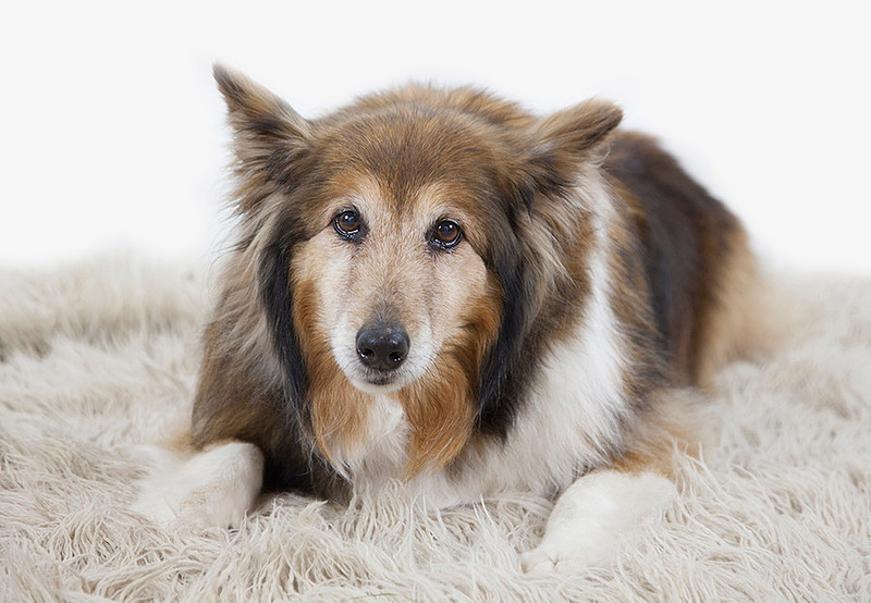 Alex Sharp Photography | Superhero dog
