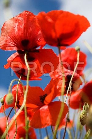 Poppy Field(1)